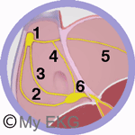 Sistema de Conducción Cardiaco a nivel de las Aurículas